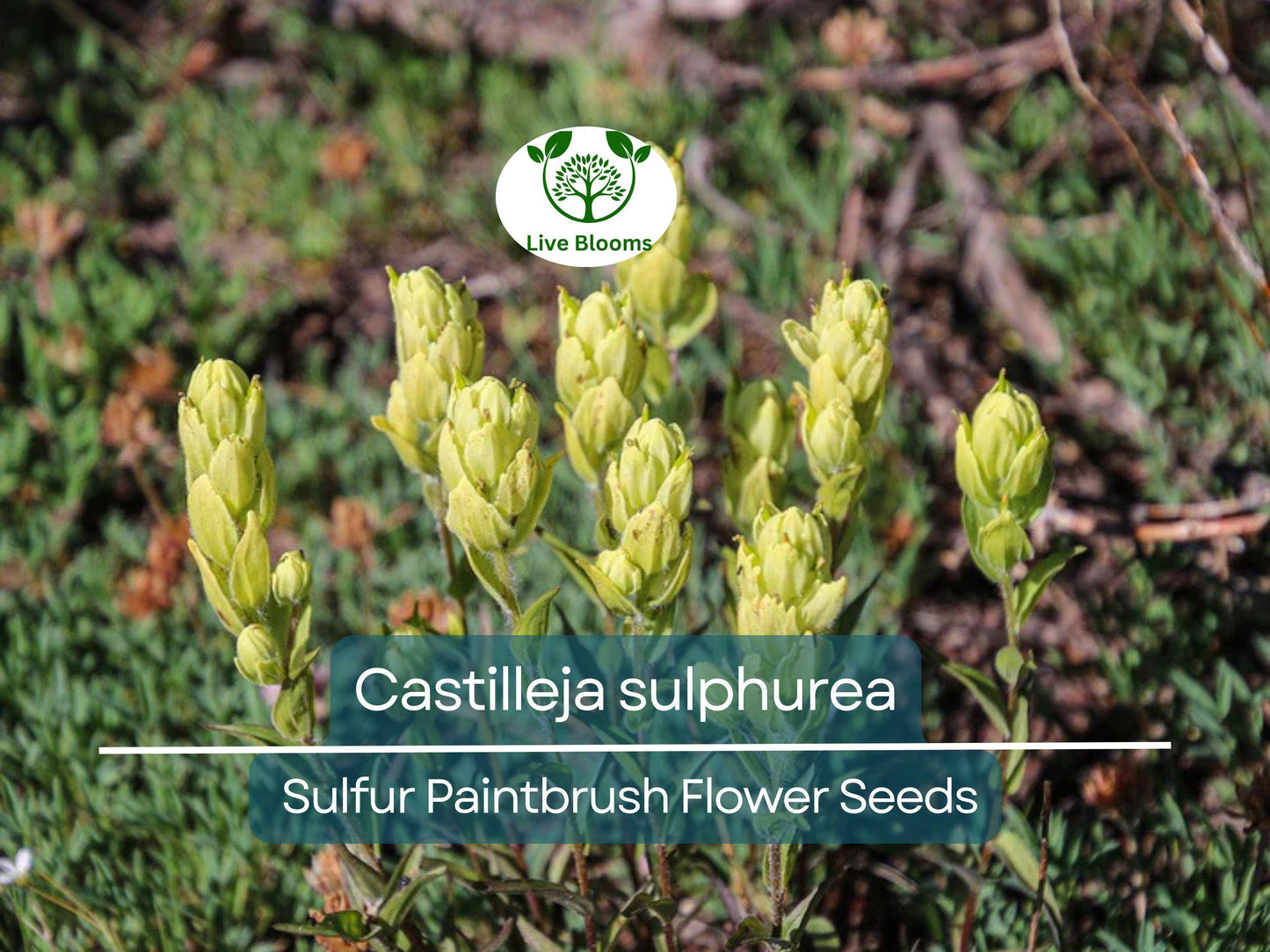 100 mg Castilleja sulphurea Seeds - Sulfur Paintbrush Wildflower for Pollinator Gardens