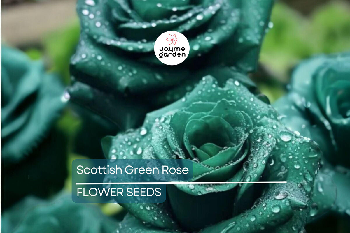 20pcs Non-GMO Scottish Green Rose Seeds - Heirloom Variety Rosa chinensis - Rare Green Blooms for Unique Garden Decor