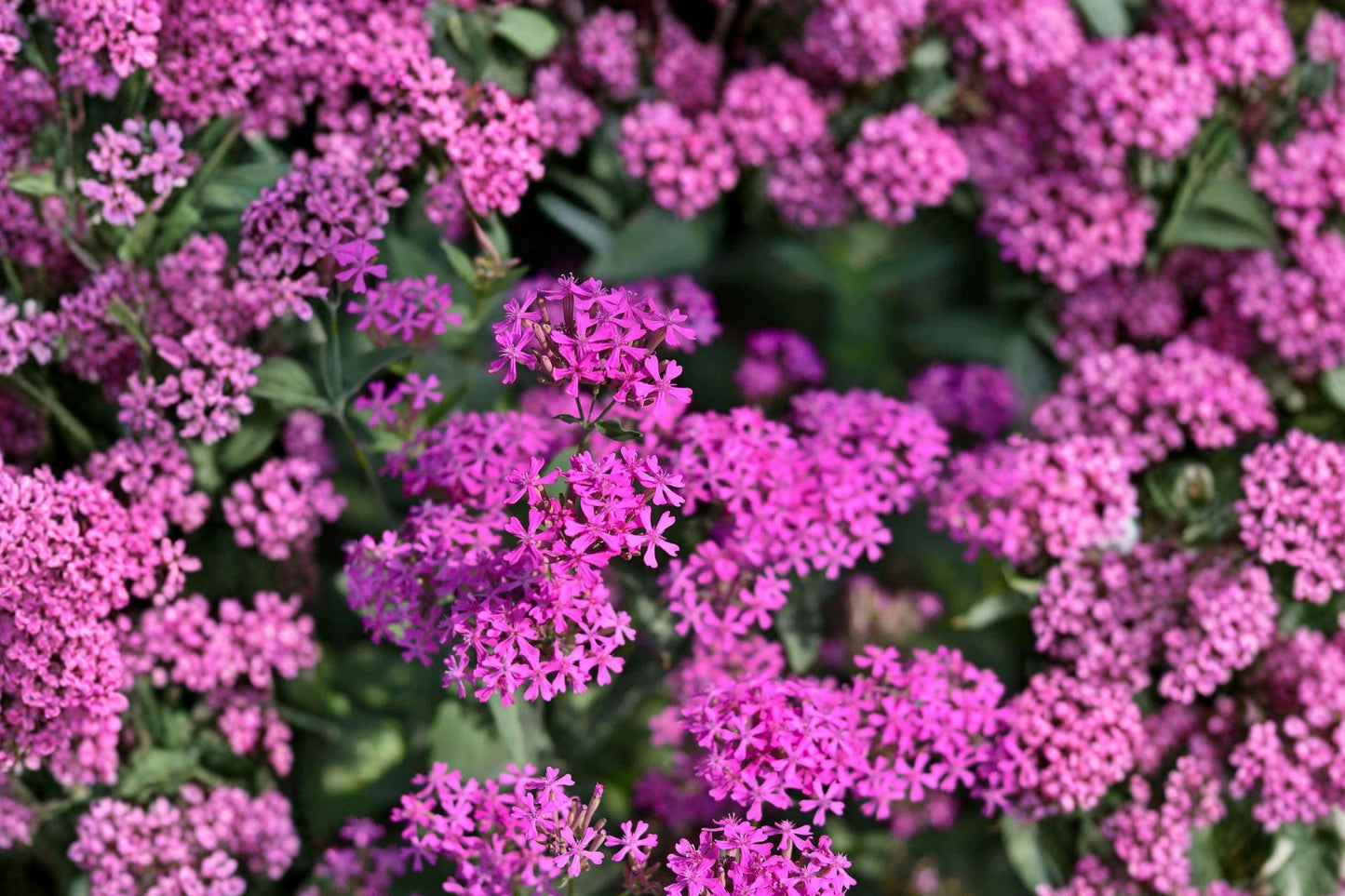 Catchfly Seeds, Silene armeria, Pink Wildflower, Annual Flower for Borders & Wild Gardens