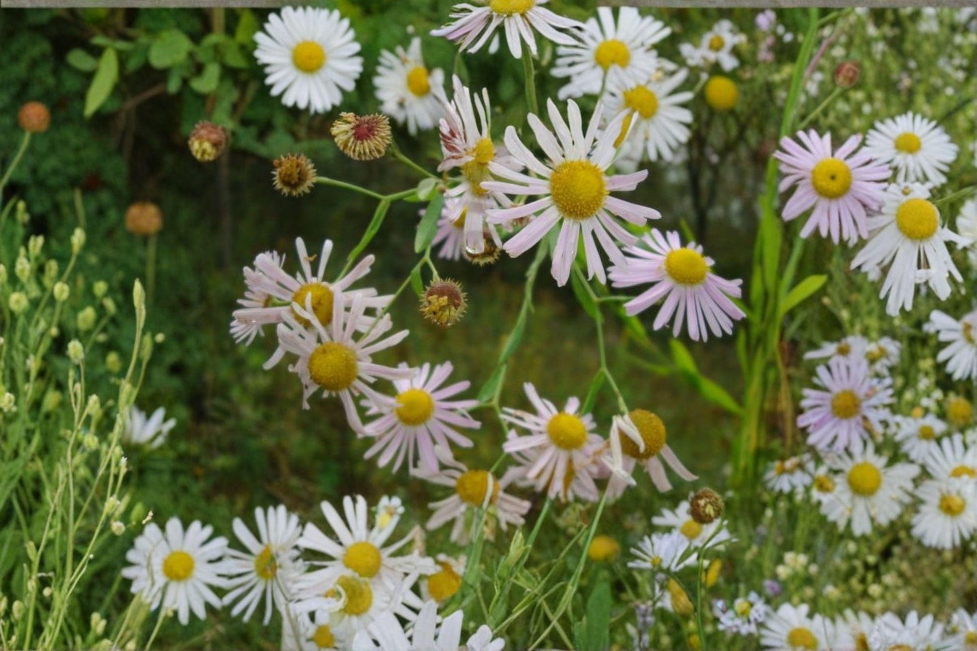 500 Boltonia decurrens Seeds – Native Wildflower for Wetlands, Rain Gardens, Pollinators, Daisy-like White Flowers