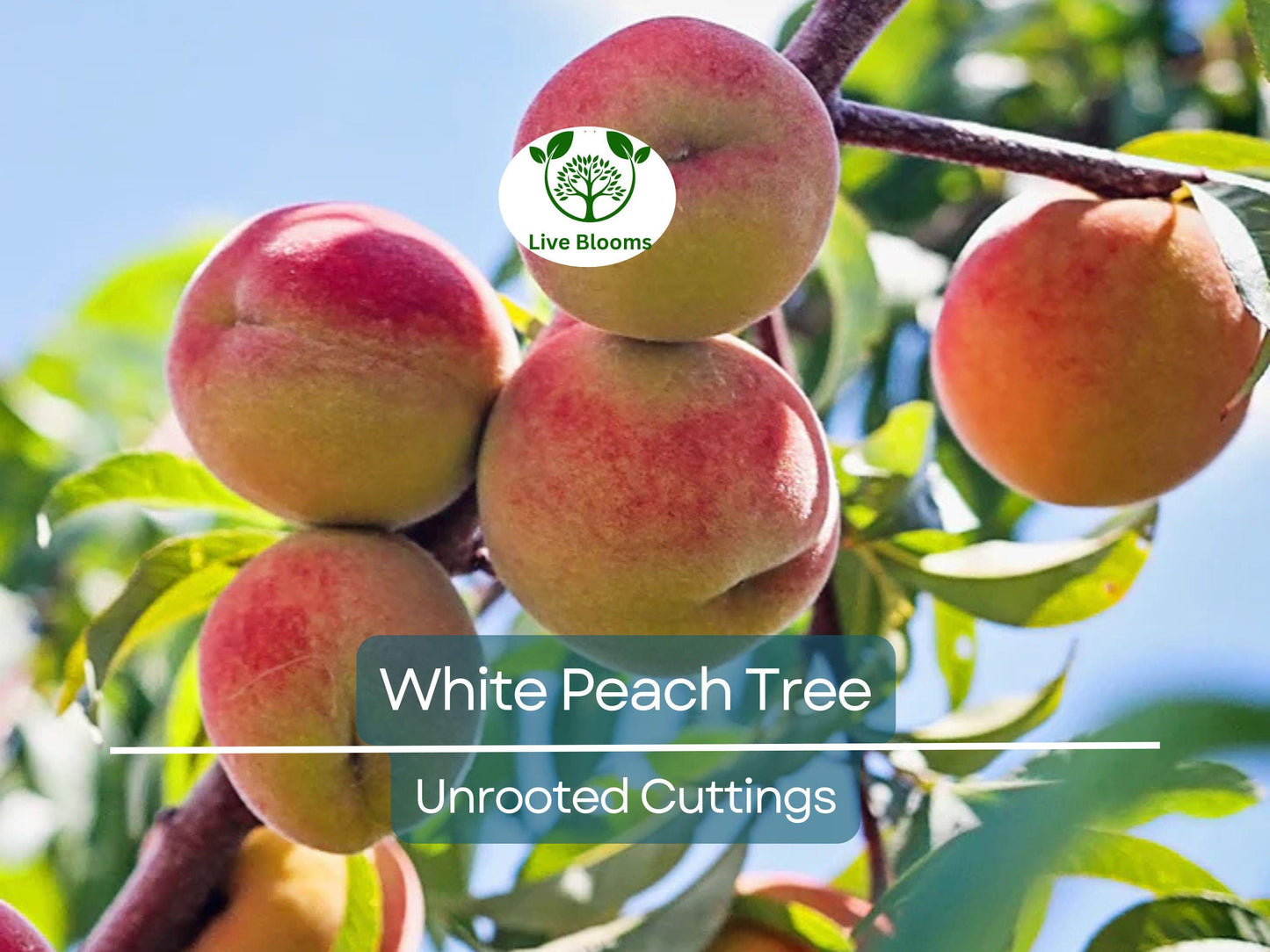 3PCS Juicy White Peach Tree 5-6" Unrooted Cuttings - Prunus persica for Easy Home Propagation