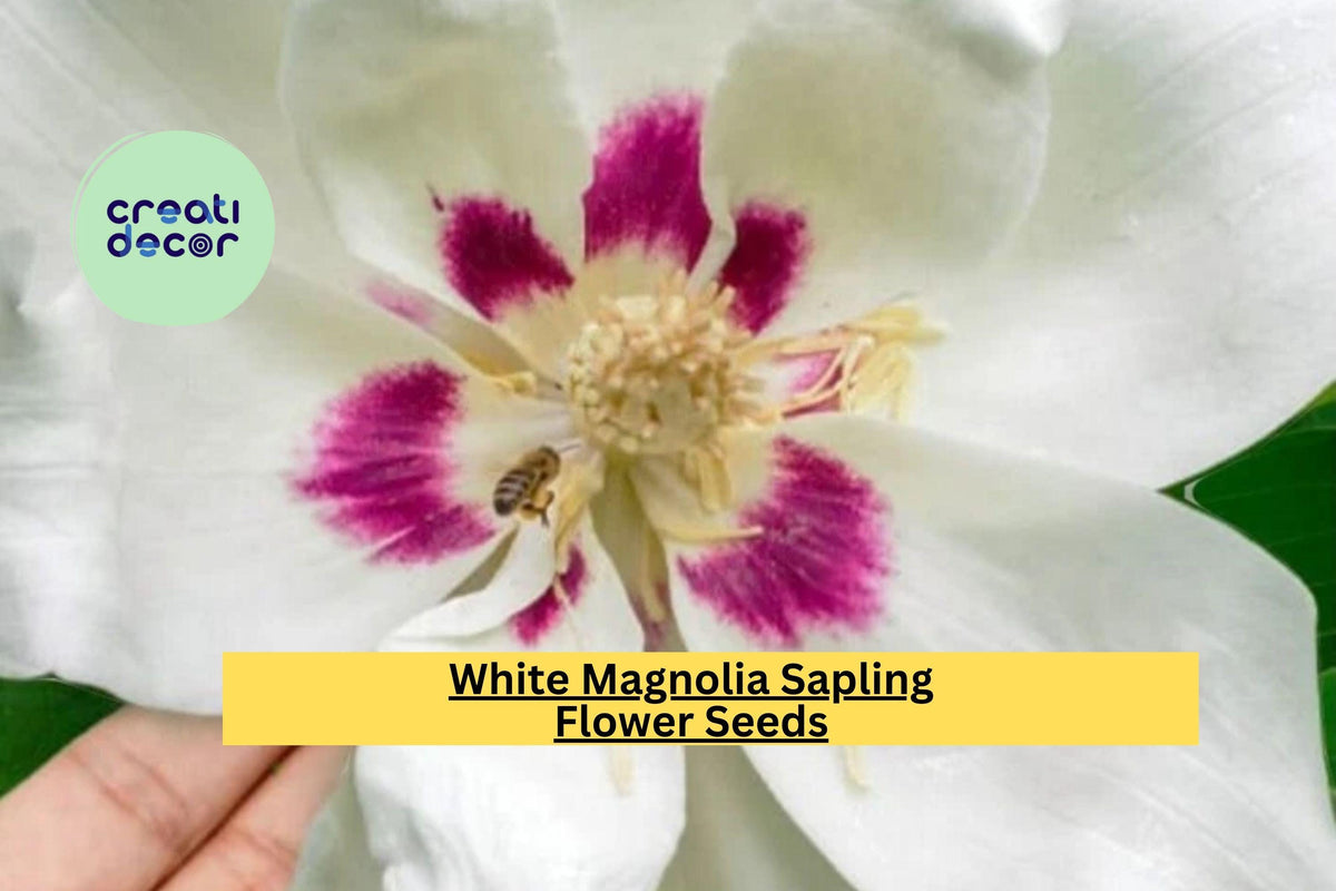 White Magnolia Sapling 12+ Inches – Big Leaf Magnolia Tree for Garden & Landscape, Hardy Ornamental Flowering Tree