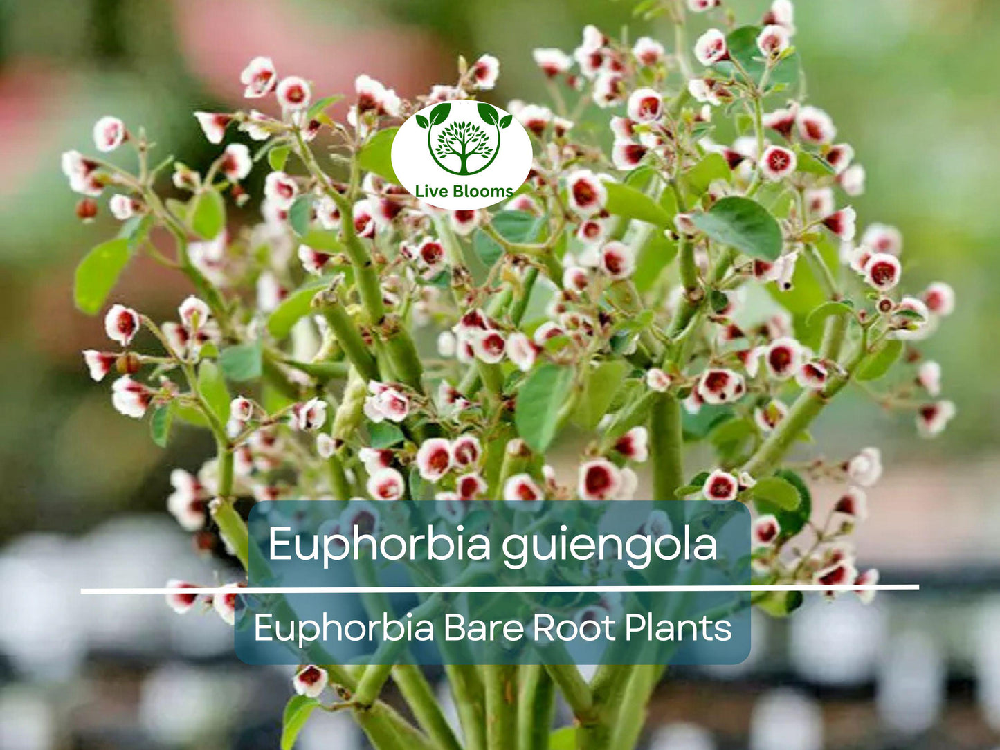 Euphorbia guiengola Bare Root Succulent Caudex Plant for Bonsai or Hanging Displays