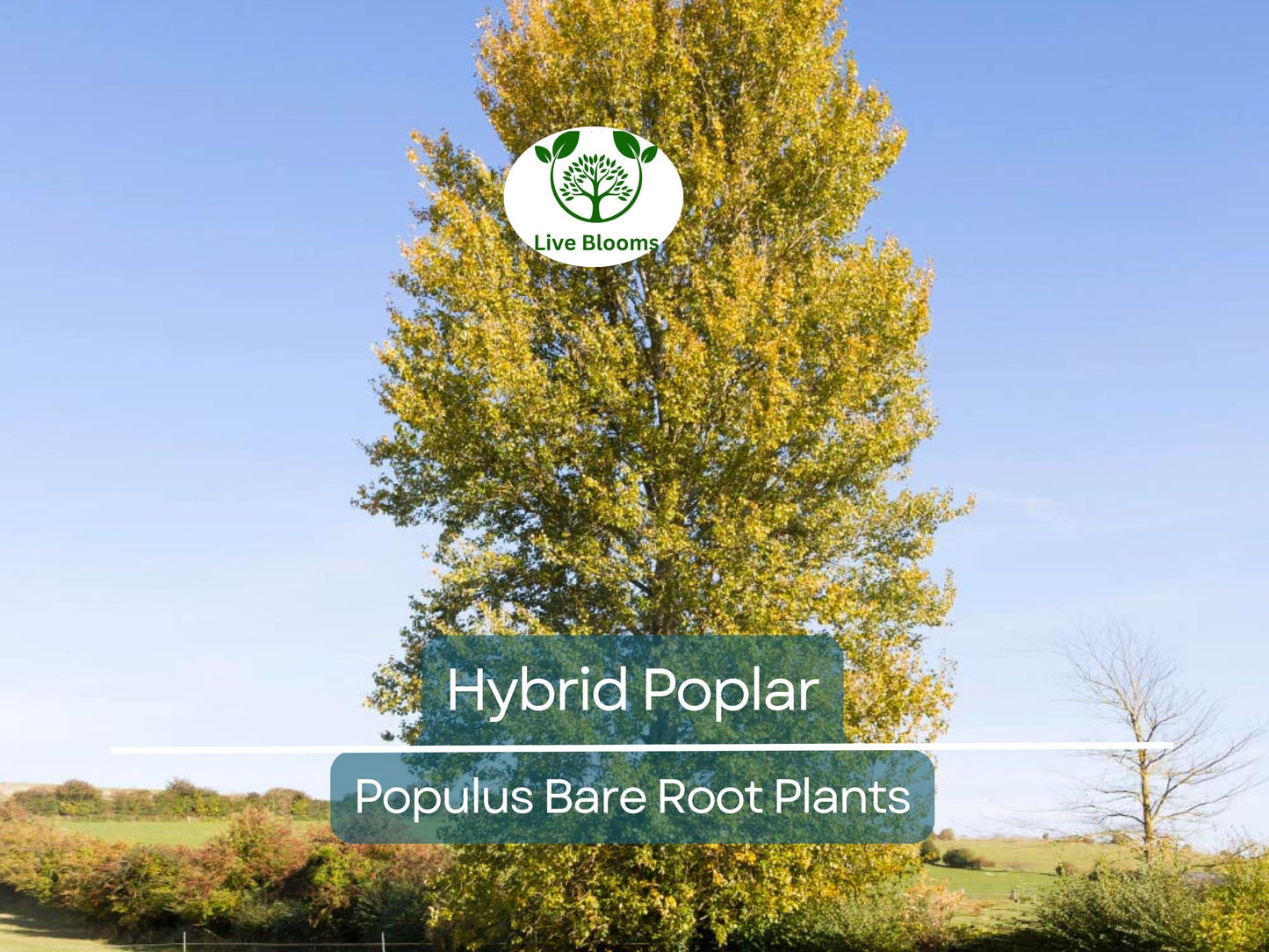 Hybrid Poplar Tree – Cottonless Fast-Growing Shade & Privacy Tree – Live Bare Root Plant