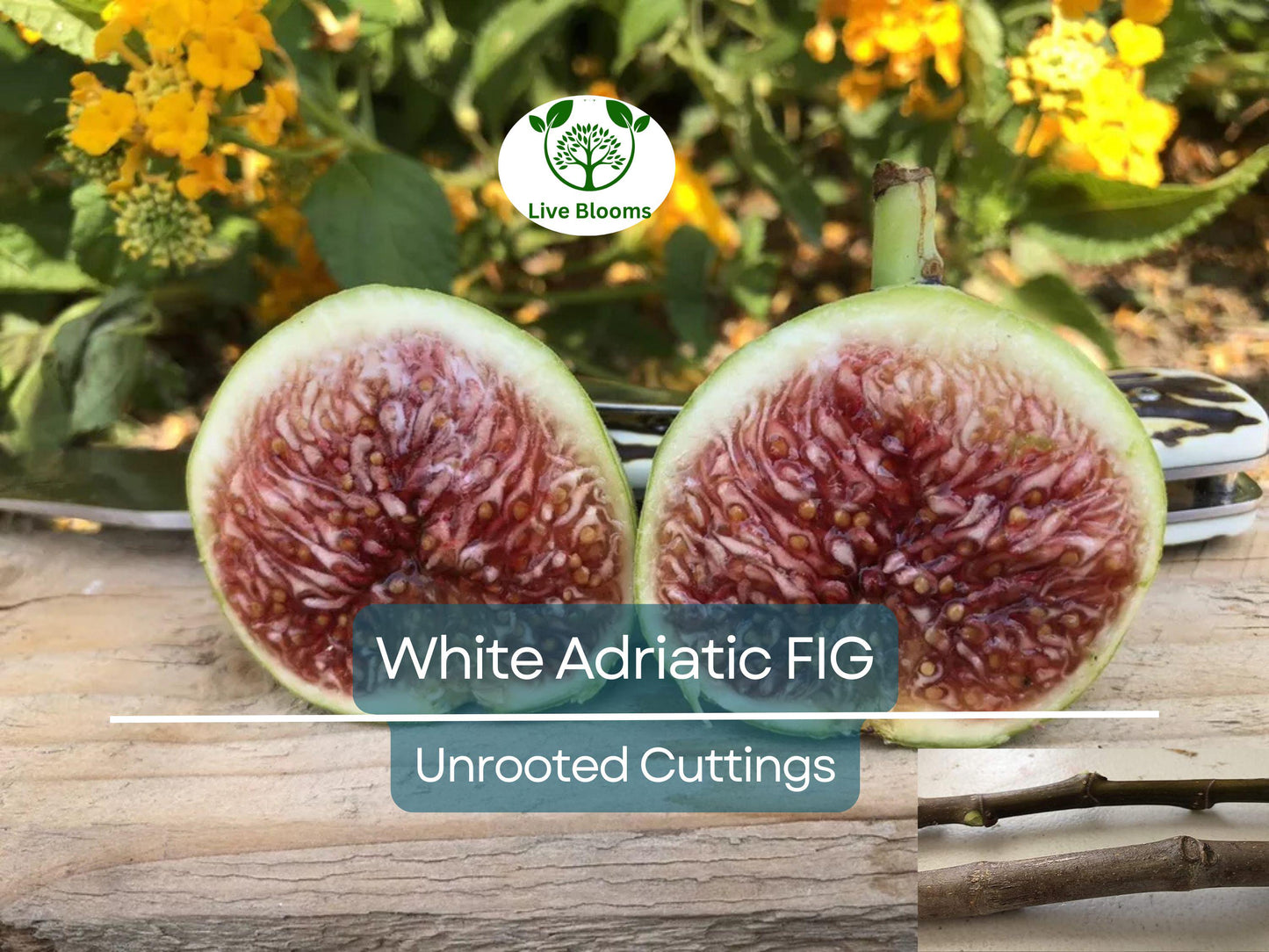 3 White Adriatic Fig Tree Unrooted Cuttings | Rare Sweet White Fruit | Easy to Grow Indoor/Outdoor Ficus carica