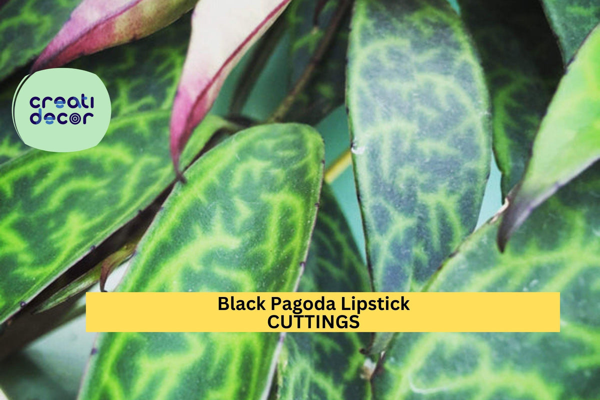 2 Black Pagoda Lipstick Plant Cuttings | Aeschynanthus Longicaulis Unrooted Tropical Vine