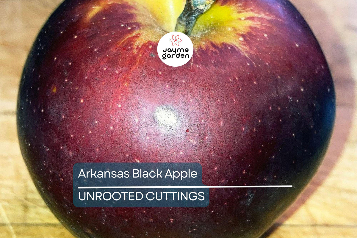Live Arkansas Black Apple Tree 2-3ft Cold Hardy Rare Dark Fruit Malus domestica ‘Arkansas Black’ for Home Orchard