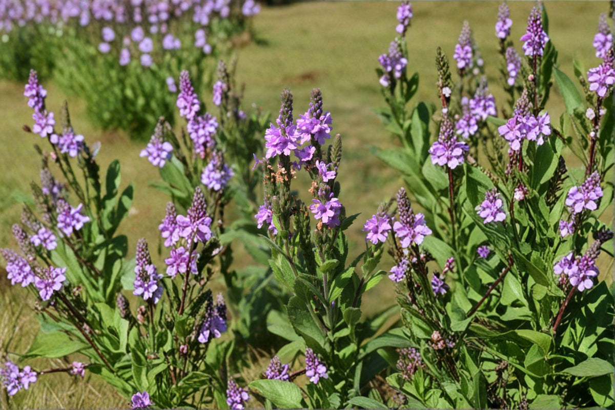 Hoary Vervain Seeds - 100 Count - Drought Tolerant Prairie Perennial - Verbena stricta - Violet-Purple Flowers