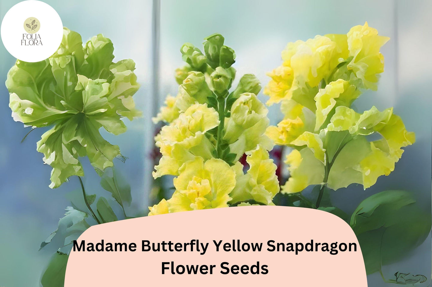 Antirrhinum majus Madame Butterfly Yellow Snapdragon Seeds – 1000+ Double-Petaled Ruffled Blooms for Garden & Cut Flowers