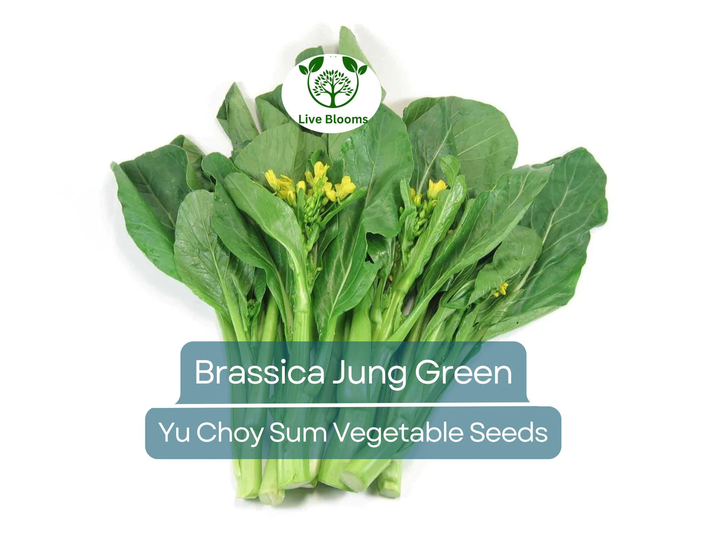 150 Yu Choy Sum Seeds - Fast-Growing Asian Green for Stir-Fry & Culinary Use