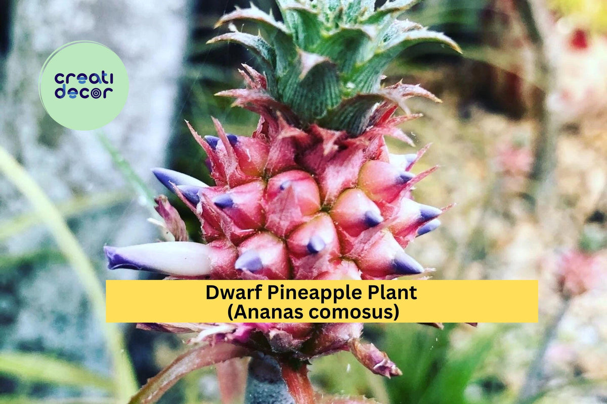 Dwarf Pineapple Plant | Live Rooted Ananas comosus | Tropical Edible Ornamental for Containers & Indoor Décor