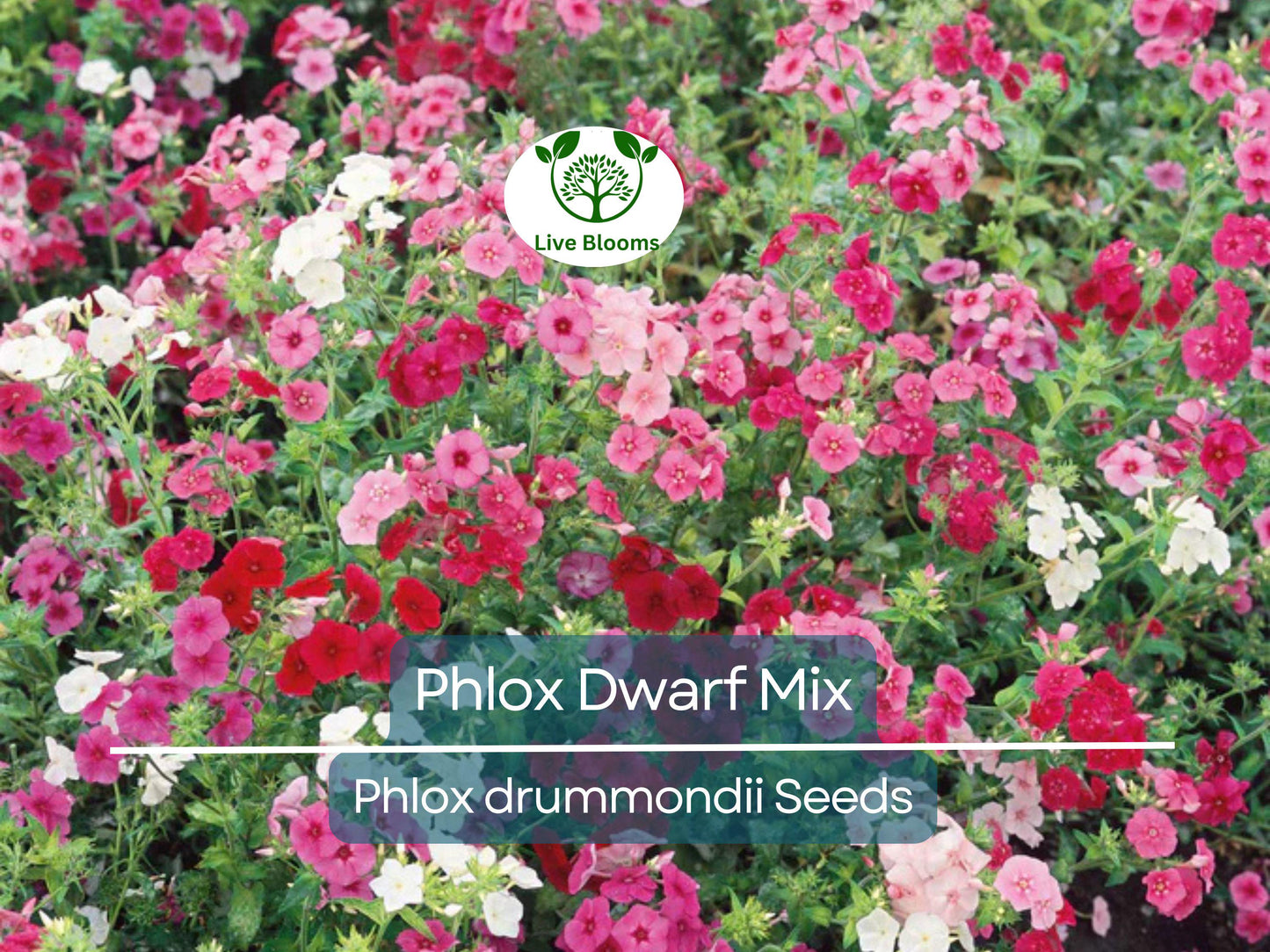 200 Phlox Dwarf Mix Seeds - Heirloom Non-GMO Perennial Flowers for Rock Gardens & Borders