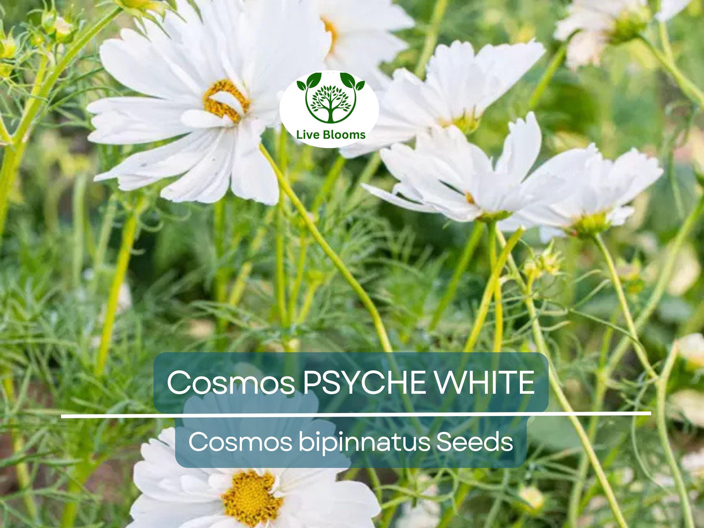 100 Cosmos Psyche White Seeds – Organic Non-GMO Ruffled White Blooms | Attracts Bees & Butterflies