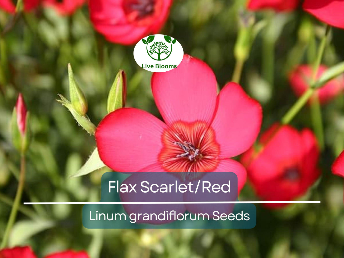 500 Seeds Flax Scarlet Red Wildflower Non-GMO Annual Pollinator-Friendly Partial Shade