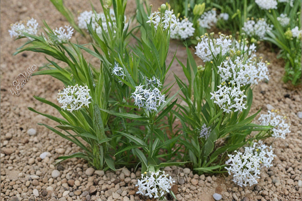 Ozark Bluestar Seeds - 10 High-Quality Amsonia illustris - Native Blue Flower Perennial for Pollinator-Friendly Gardens