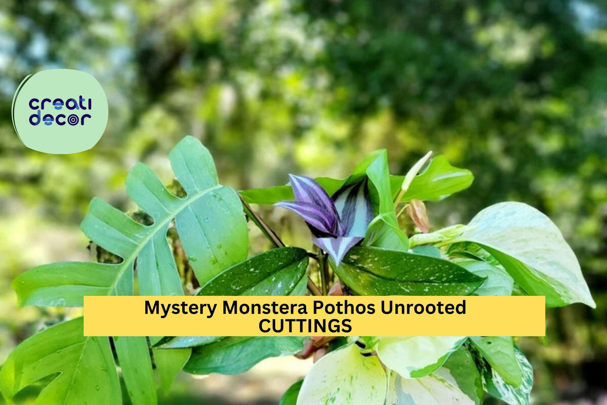 10 Unrooted Tropical Houseplant Cuttings | Grower’s Choice Mix Including Monstera & Pothos | Easy Rooting Starter Pack