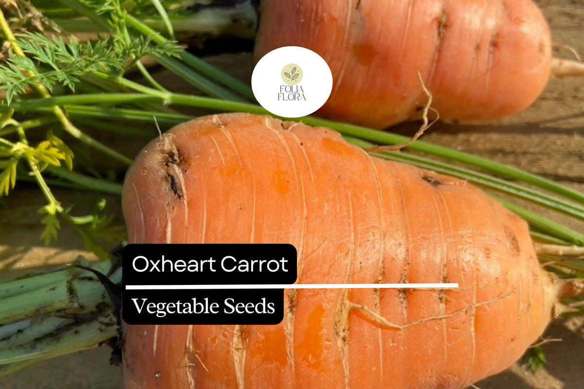 1000+ Oxheart Carrot Seeds – Heirloom Short & Thick Carrots, Sweet, Tender, 80-90 Days Maturity