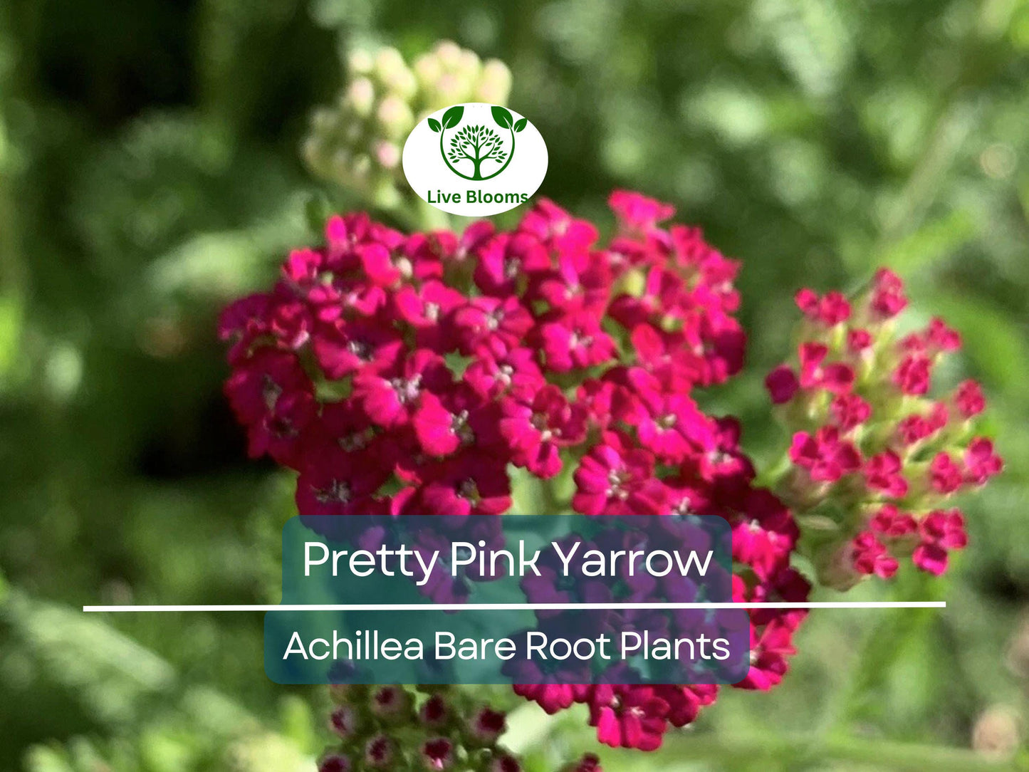 Pretty Pink Yarrow Live Plant - Achillea Millefolium Bare Root Perennial, Drought Tolerant Pollinator Flower