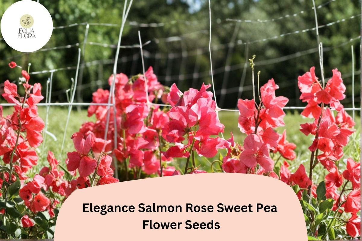 Sweet Pea Seeds | 50+ Elegance Salmon Rose | Lathyrus odoratus Climbing Vine for Garden Planting