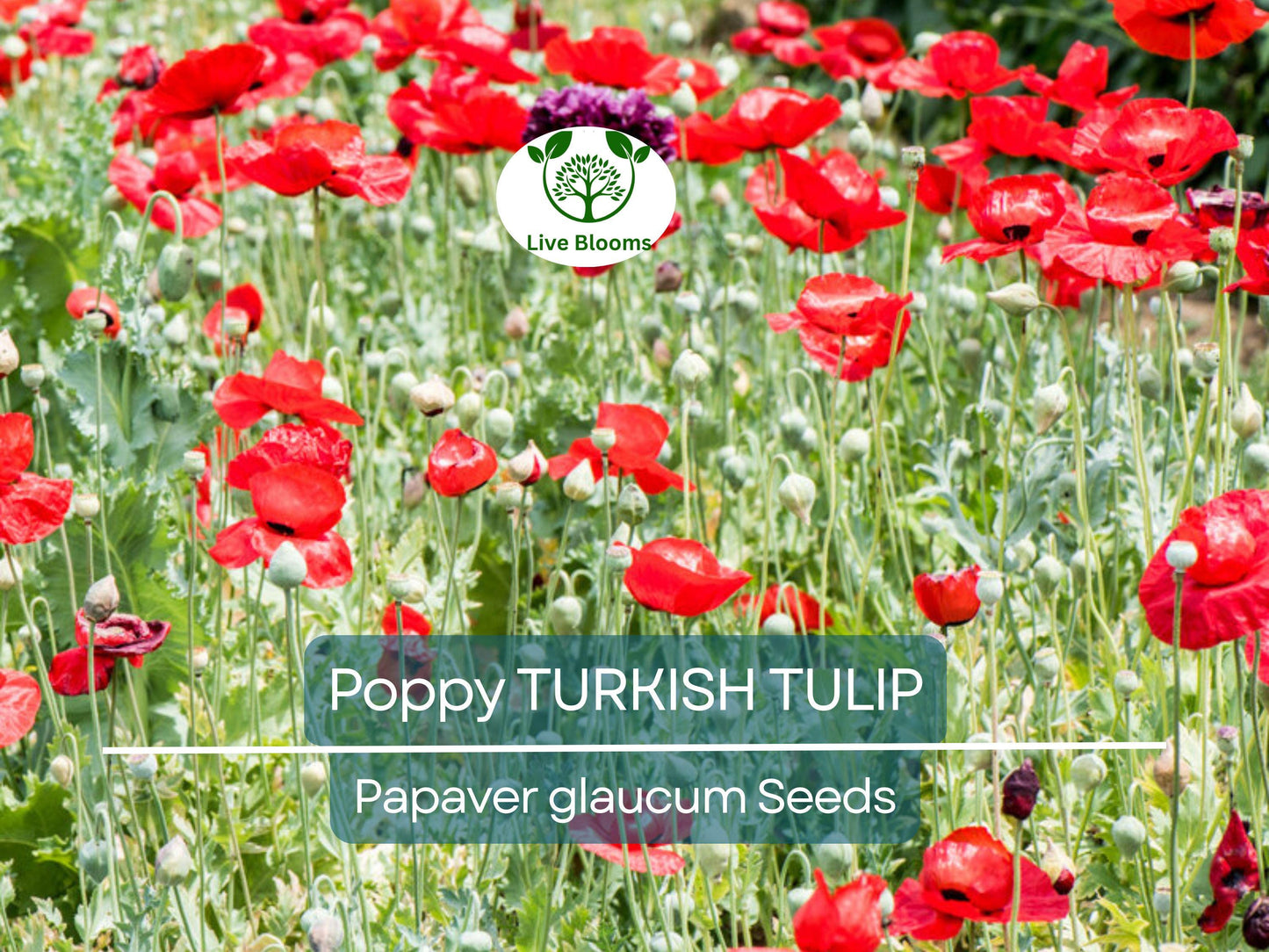 1000 Seeds Turkish Tulip Poppy Red & Black - Non-GMO, Pollinator Friendly, Large Flowers for Spring Planting