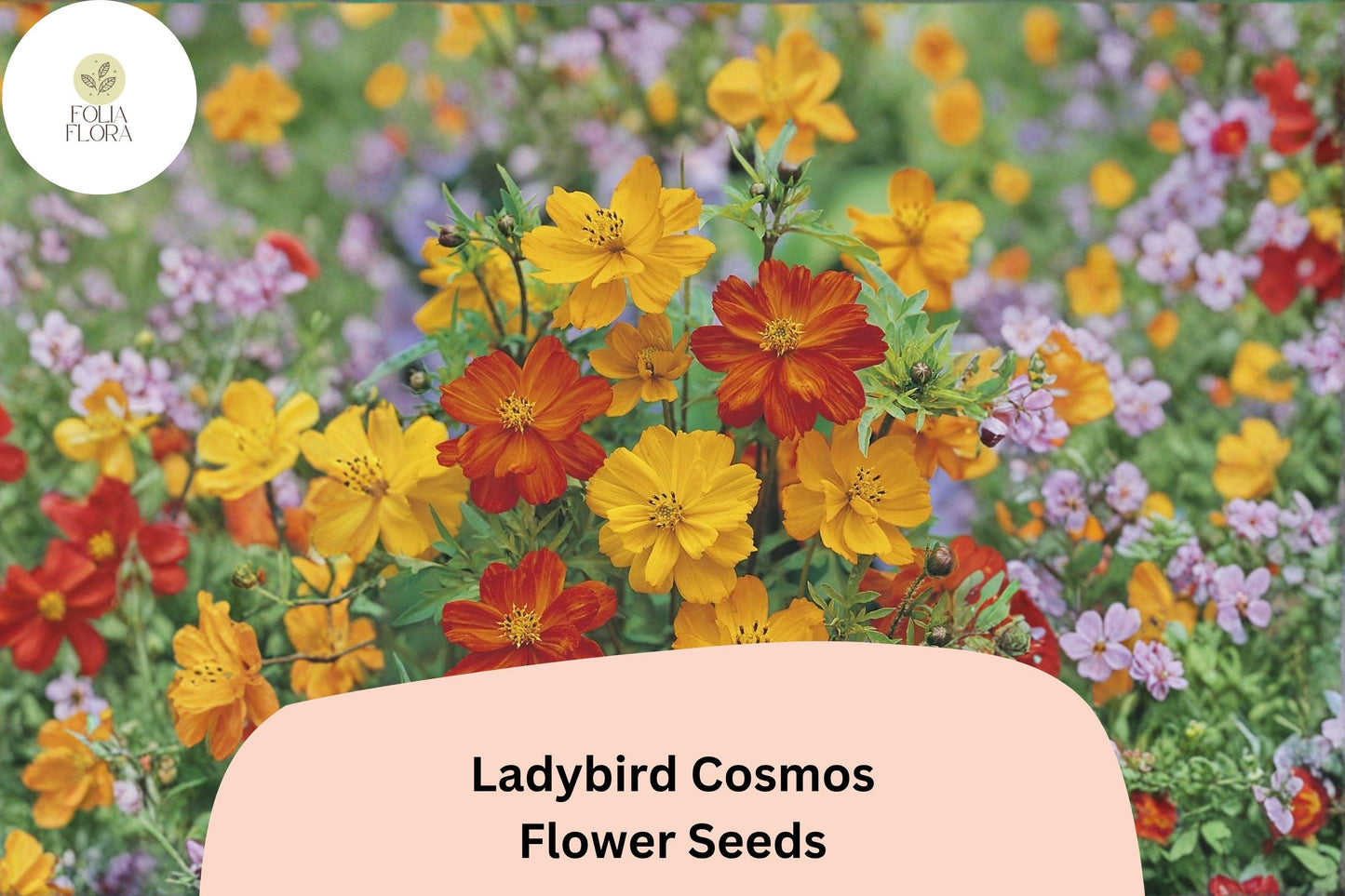 200+ Ladybird Cosmos Seeds | Compact Cosmos Sulphureus Mix in Orange, Red & Yellow