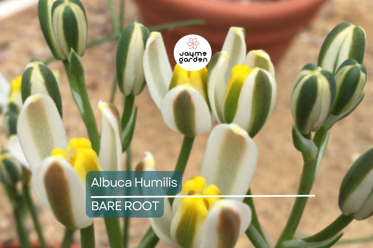 Albuca Humilis Live Plant Bulbs, 5 Pack, Unique Green-White Succulent, Drought-Tolerant Rhizome Plant for Moon Gardens