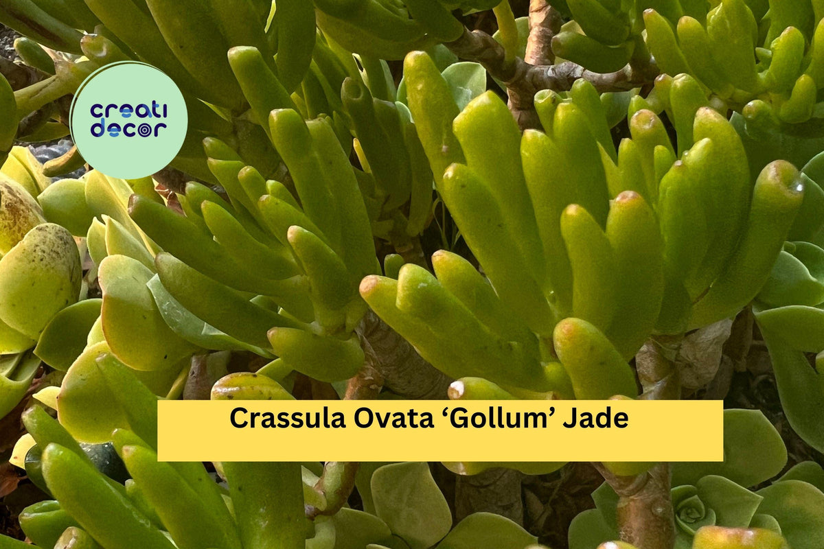Crassula Ovata ‘Gollum’ Jade Plant - 3 Live Succulent Cuttings for Indoor & Outdoor Growing