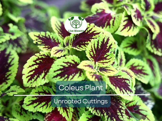 10 Mixed Color Coleus Unrooted Cuttings 2-6" - Easy to Root Tropical Shade Plants for Gardens & Containers