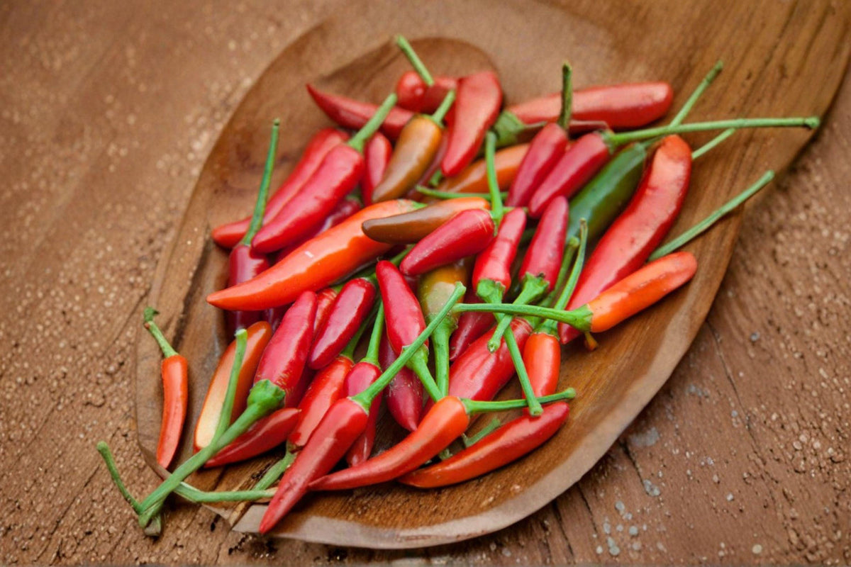 Sonora Mild Hot Pepper Seeds – 25 Non-GMO Seeds for Roasting & Fresh Use – Capsicum annuum – Long Green Pods