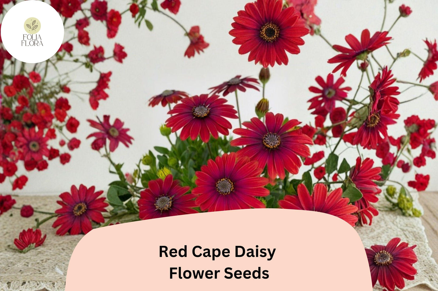 200+ Red Cape Daisy Seeds | Osteospermum ecklonis | Vibrant Red Blooms for Full Sun Gardens