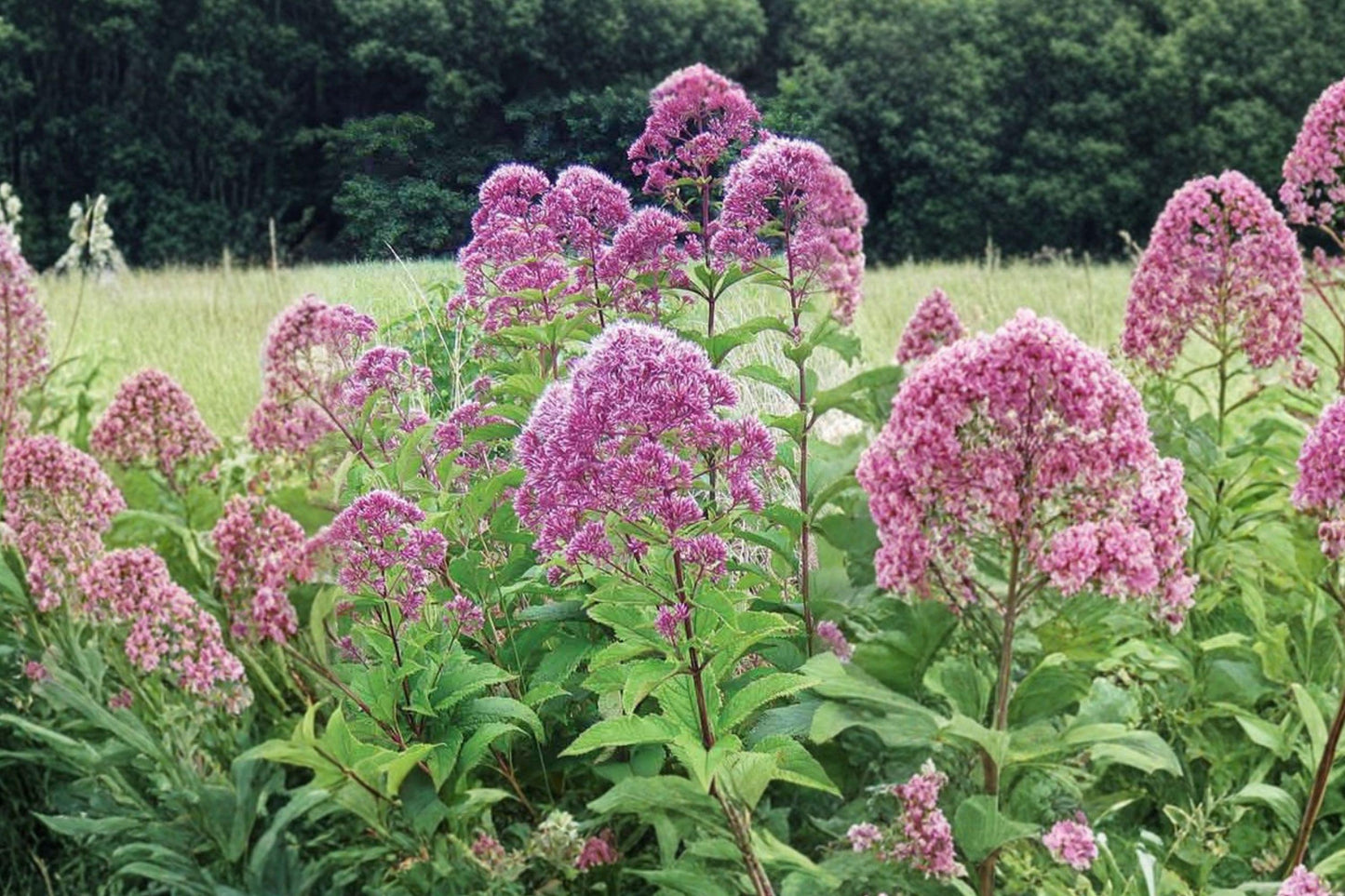 Purple Joe Pye Weed Seeds – Eutrochium purpureum Native Pollinator Perennial for Gardens