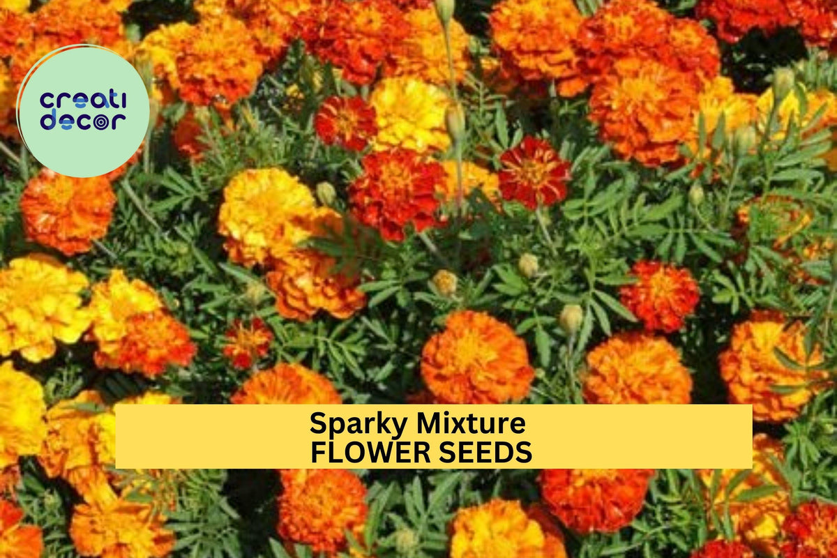 Marigold Seeds 3pcs 500mg Sparky Mixture Red Gold Orange Tagetes patula - Ruffled Blooms for Borders & Pollinator Gardens