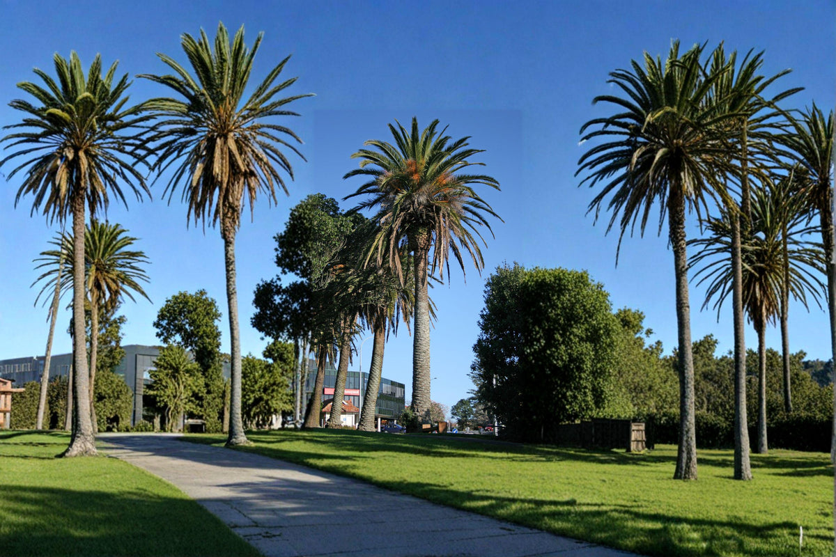 Canary Island Date Palm Seeds - 10 Seeds - Phoenix canariensis - Tropical Ornamental Palm for Gardens and Landscapes