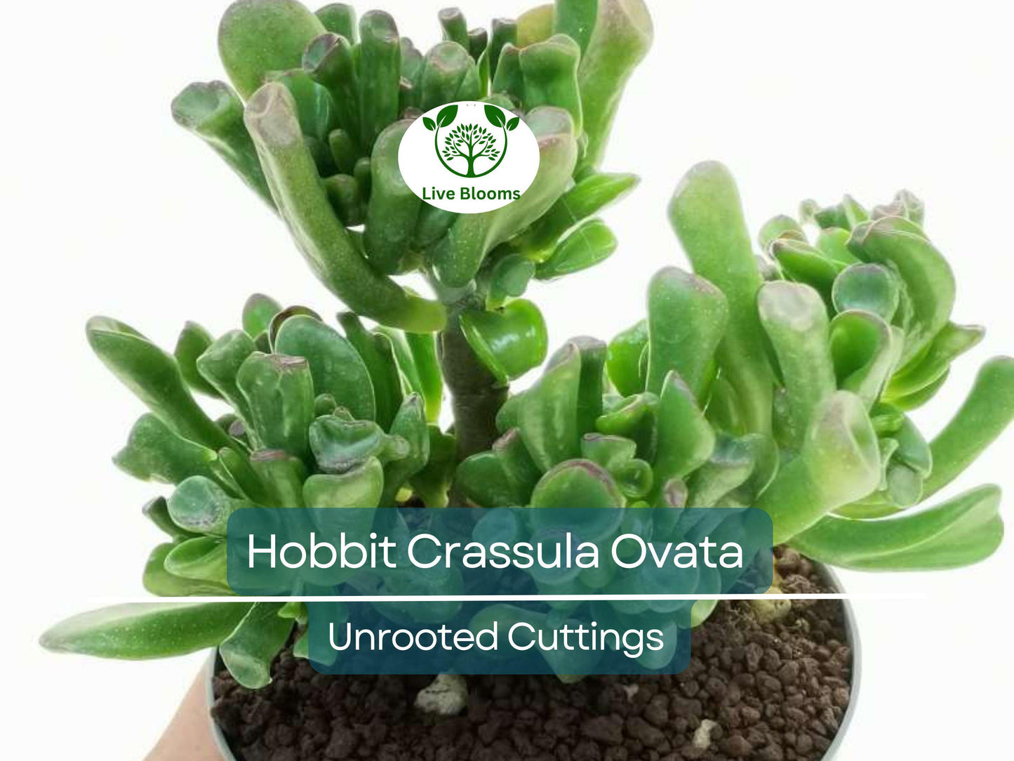 4 Unrooted Hobbit Friendship Tree Cuttings 3-4" Crassula ovata Lucky Money Plant
