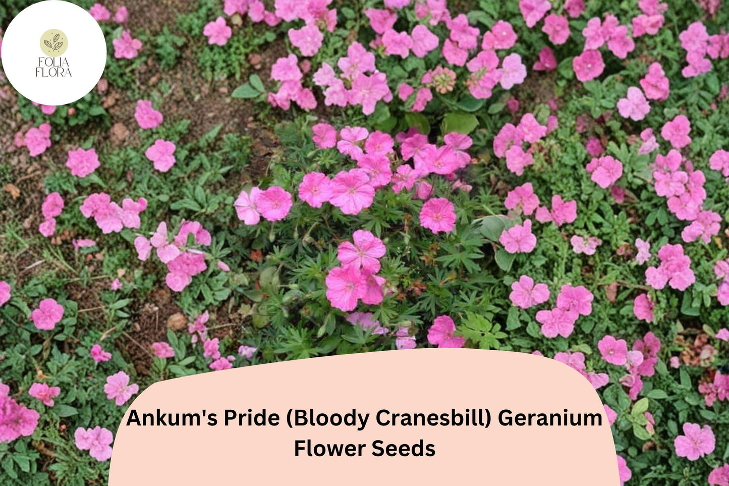 25+ Ankum’s Pride Geranium Seeds | Hardy Pink Cranesbill Perennial Flower for Gardens