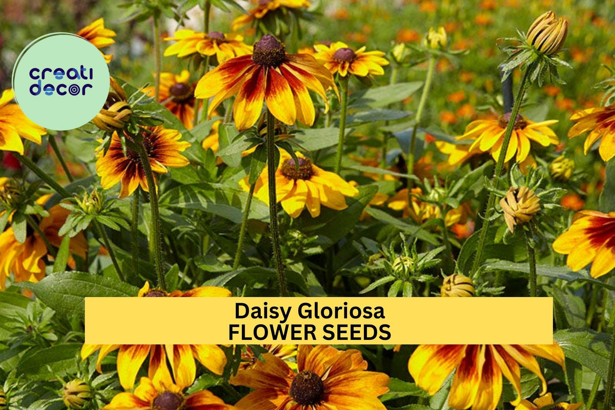 Daisy Gloriosa Seeds 3pcs 100mg - Vibrant Yellow-Red Wildflowers for Pollinator Gardens - Rudbeckia gloriosa