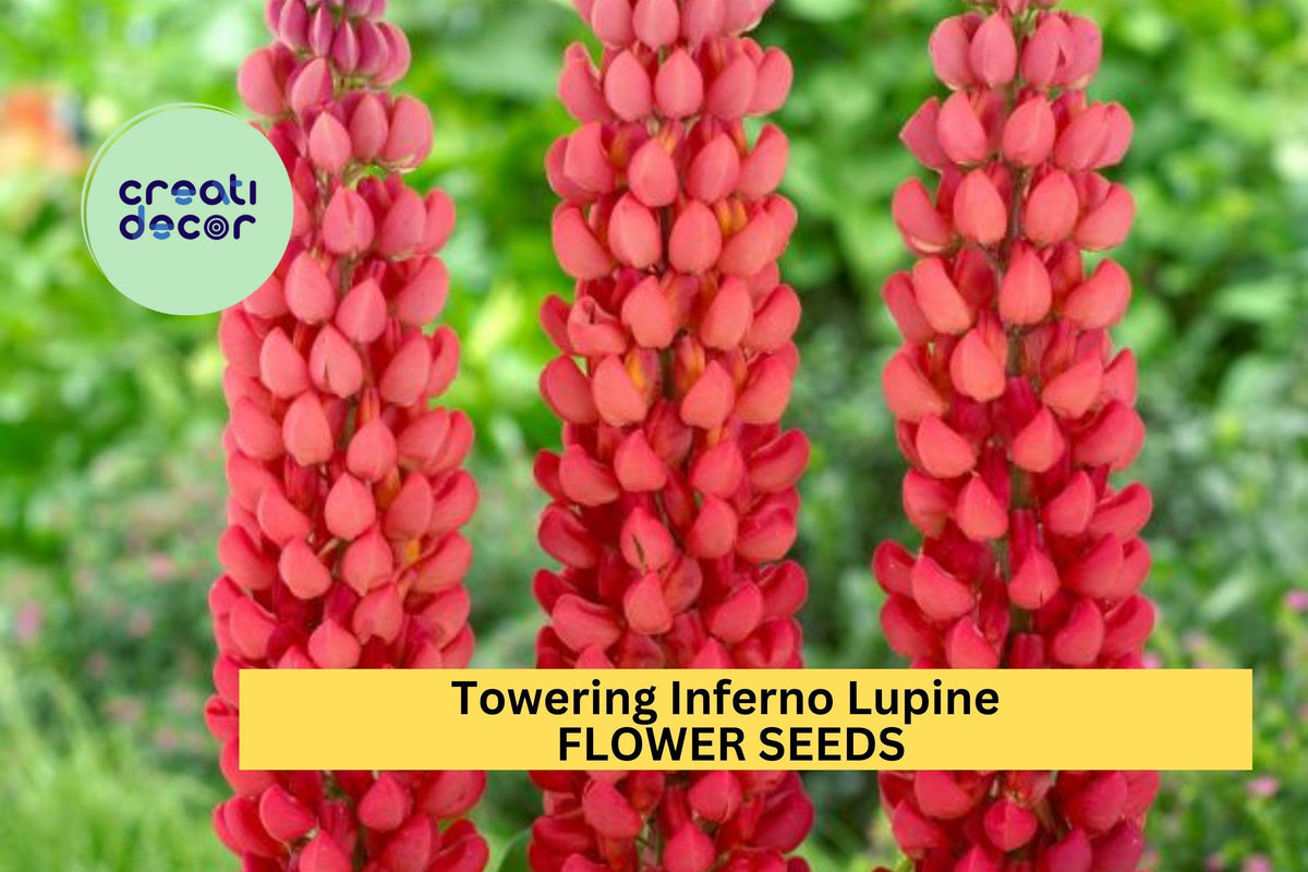 25+ Towering Inferno Lupine Seeds – Fiery Red-Orange Perennial Flowers for Pollinator Gardens