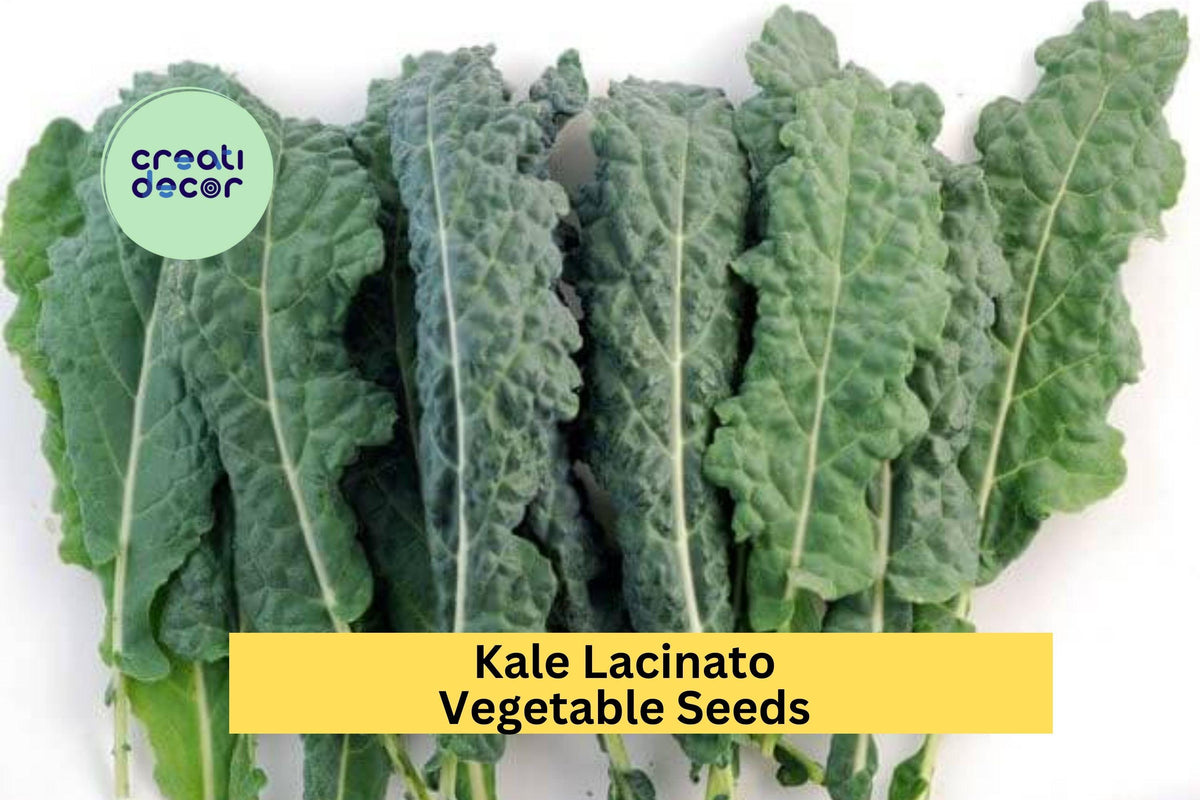 Lacinato Kale Seeds 3pcs 1g Dinosaur Kale Brassica oleracea for Juicing, Cooking, Salad Greens - Nutrient-Rich Gardening Seeds