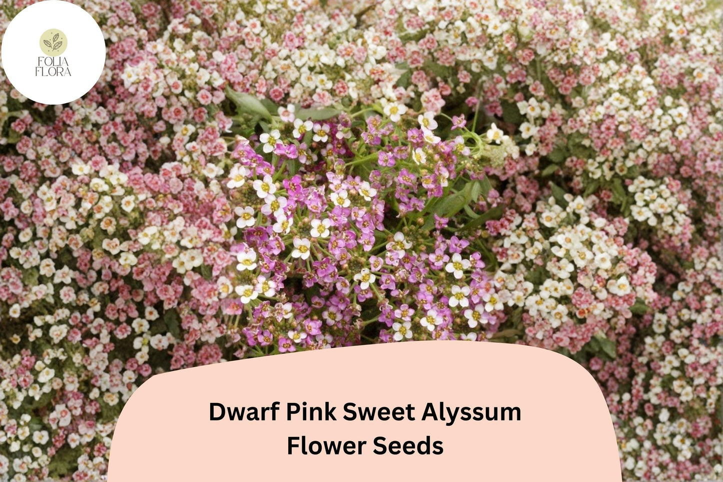 Dwarf Pink Sweet Alyssum Seeds - 100 Lobularia maritima | Fragrant Low-Growing Pink Flowers