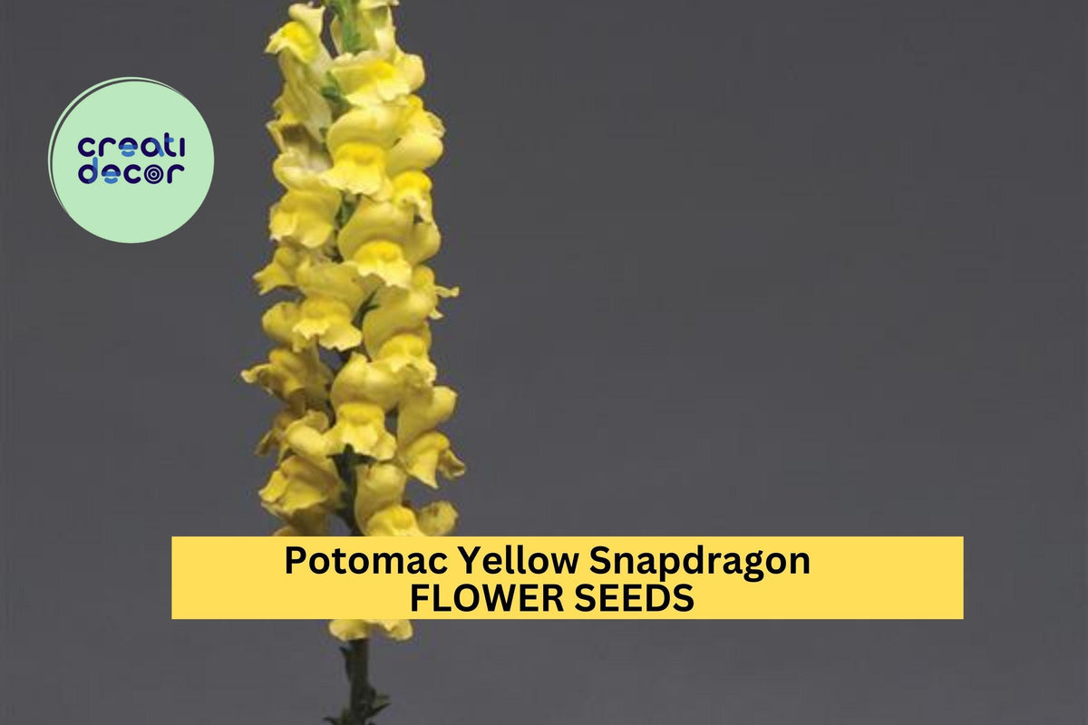 1000+ Potomac Yellow Snapdragon Seeds – Tall Soft Yellow Blooms for Pollinator Gardens & Cut Flowers