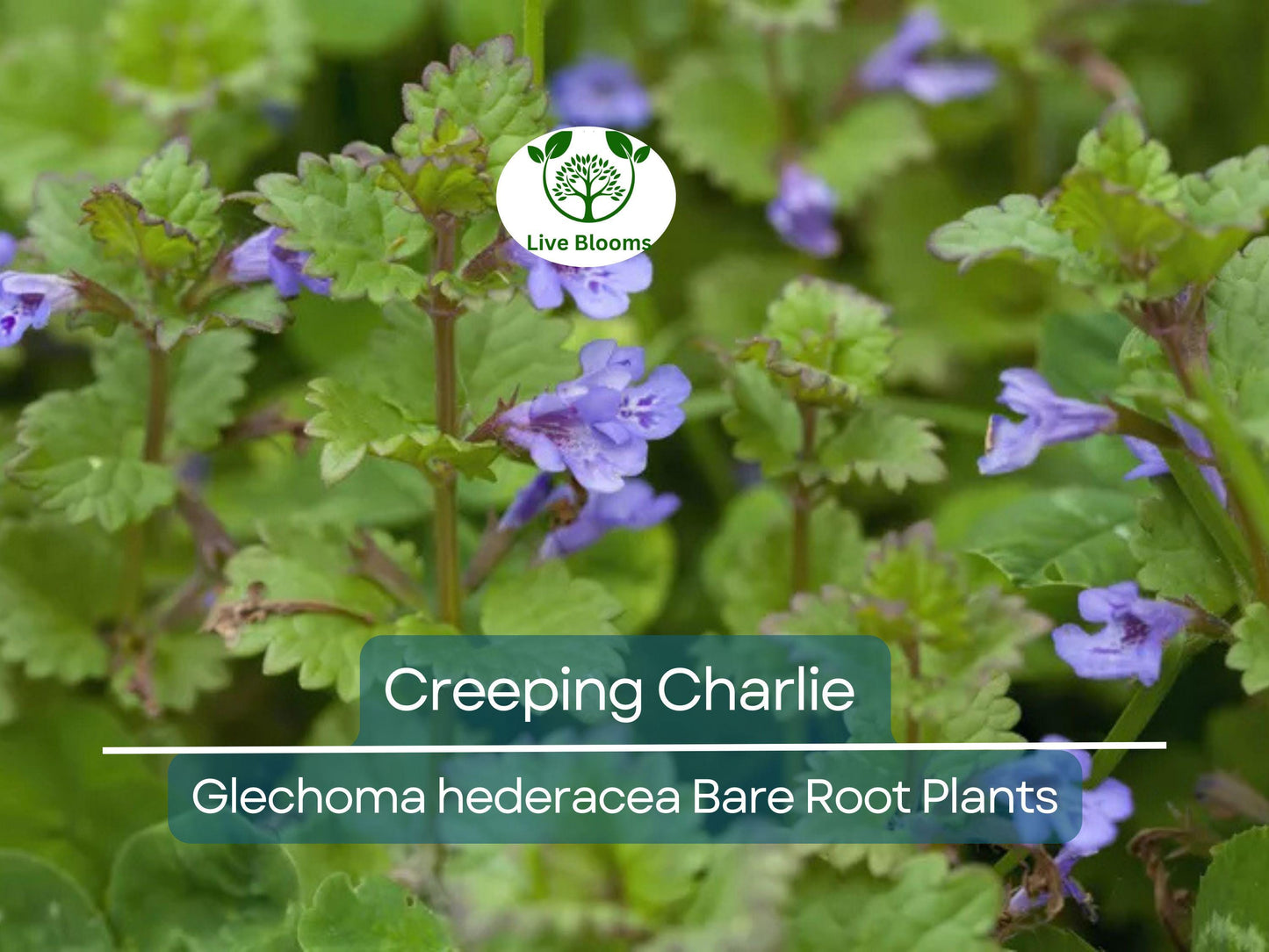 10 Bare Root Creeping Charlie Plants – Evergreen Groundcover Vine with Lavender-Blue Flowers