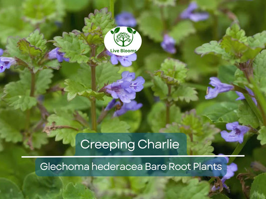 10 Bare Root Creeping Charlie Plants – Evergreen Groundcover Vine with Lavender-Blue Flowers