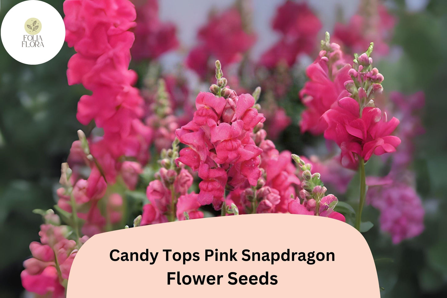 Candy Tops Pink Snapdragon Seeds - 1000+ Soft Pink Blooms, Compact & Pollinator-Friendly