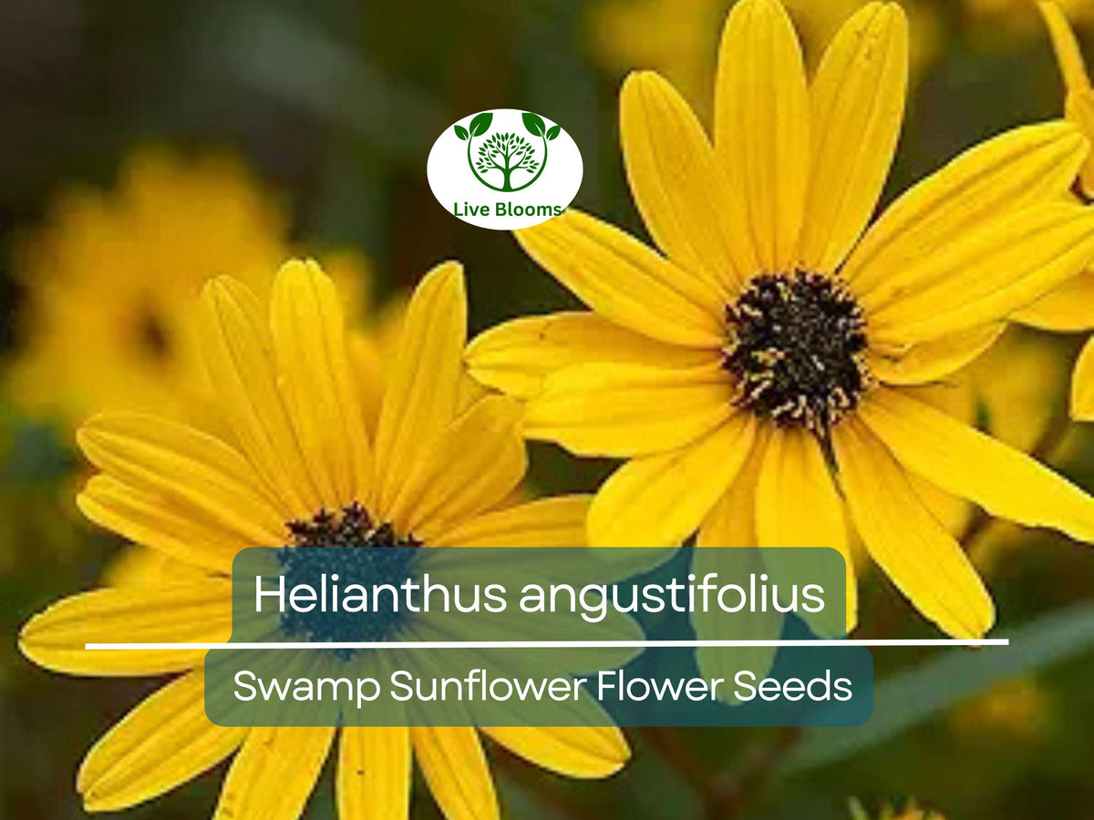 250 mg Swamp Sunflower Seeds - Helianthus angustifolius - Vibrant Native Wildflower for Wetlands & Pollinator Gardens