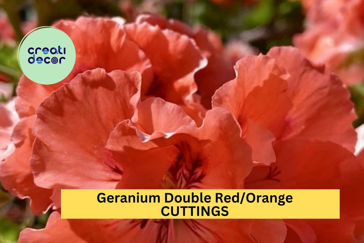 3 Fresh Geranium Cuttings – Double Red/Orange Pelargonium – Vibrant Blooms for Pots & Containers – Easy to Root
