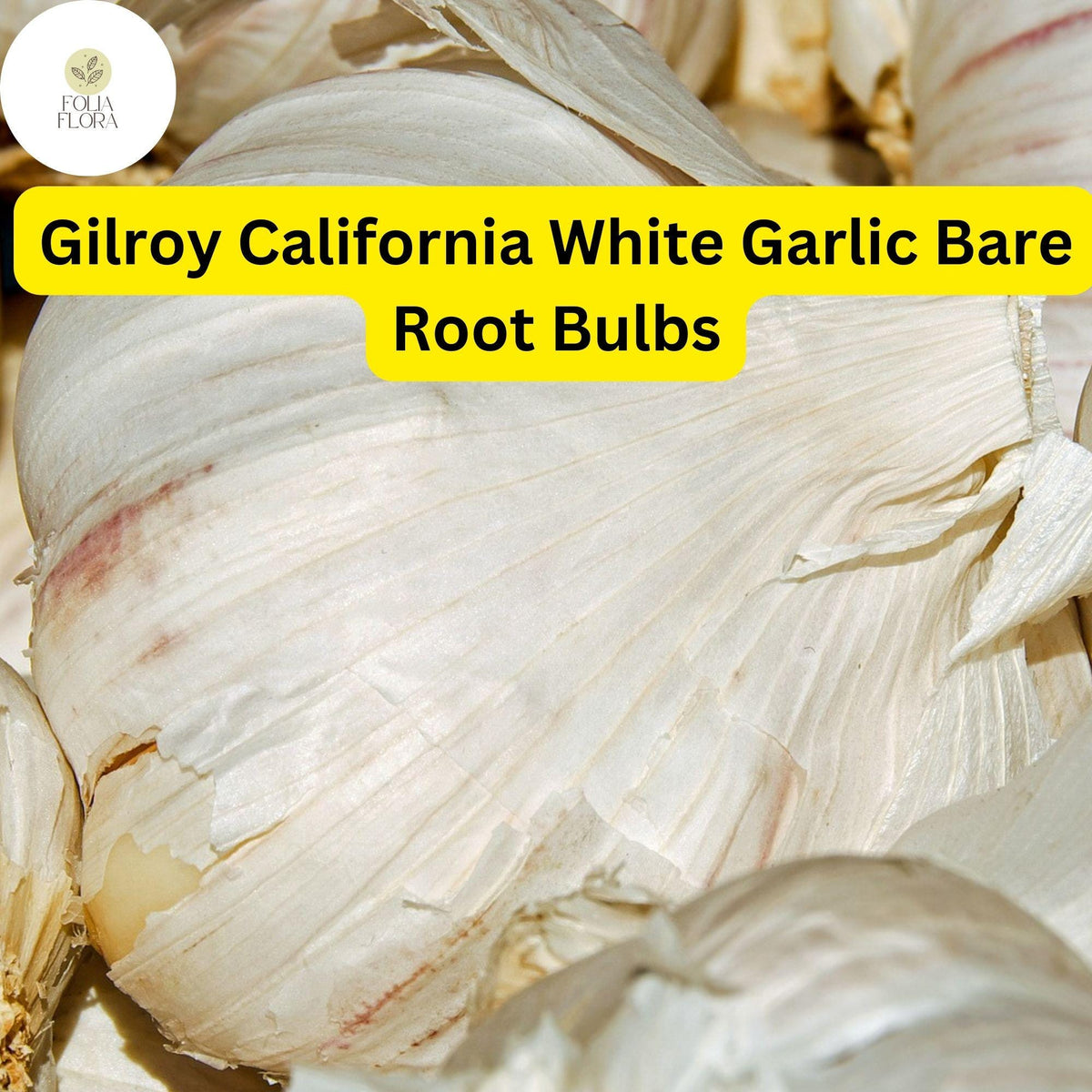 Gilroy California White Garlic Bulbs | 5 Bare Root Heirloom Hardneck Bulbs | Allium Sativum | High-Yield Culinary Garlic
