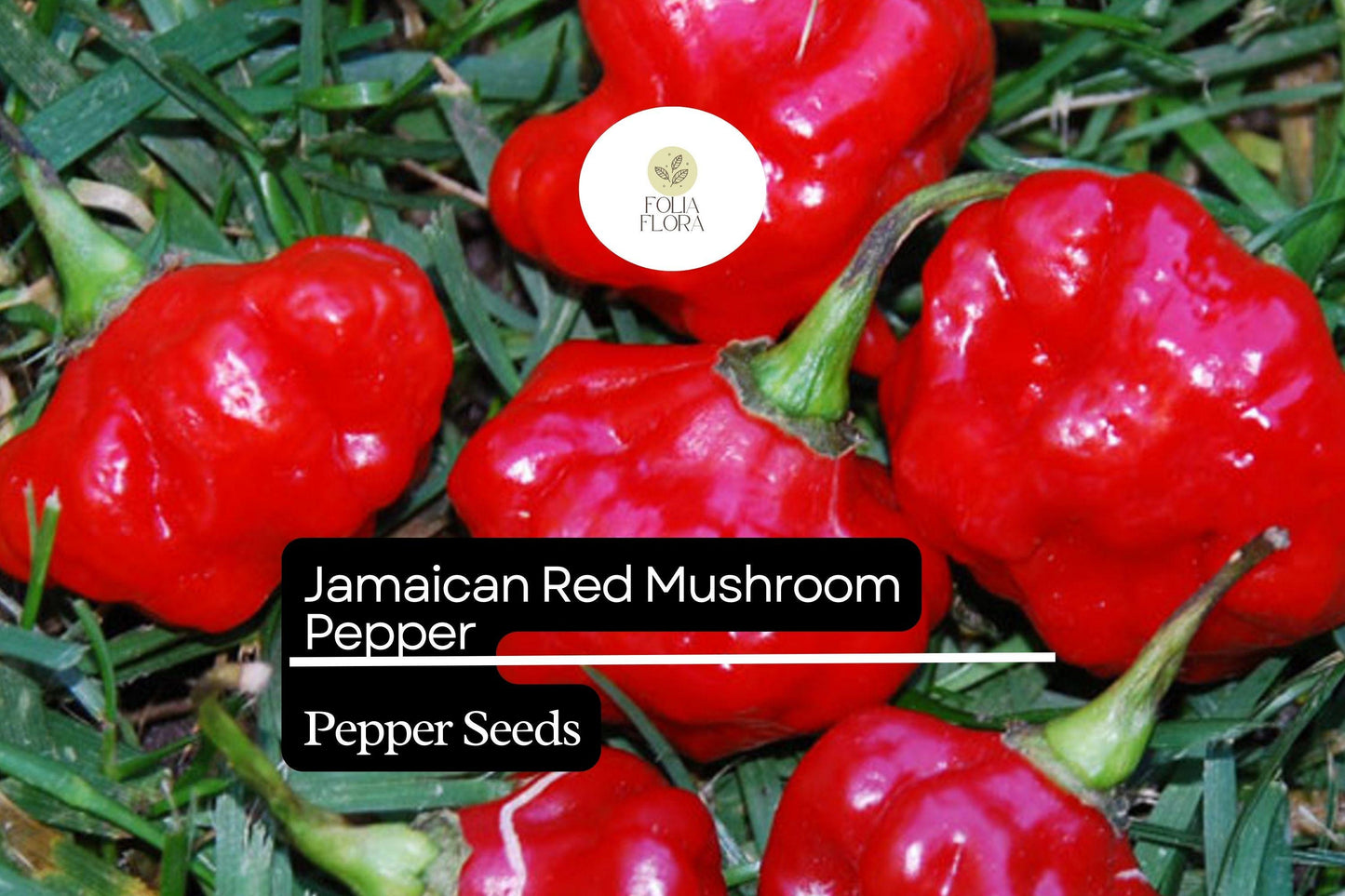 20 Jamaican Red Mushroom Pepper Seeds – Heirloom, Spicy Capsicum chinense, High-Yield, Non-GMO