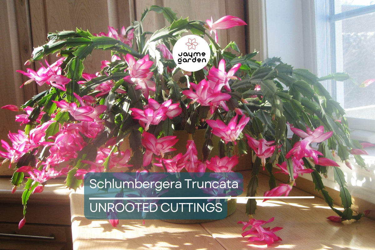 Christmas Cactus Cuttings (5pcs) - Schlumbergera Truncata - Easy to Grow Indoor Plant, Winter Blooms, Low Maintenance Propagation