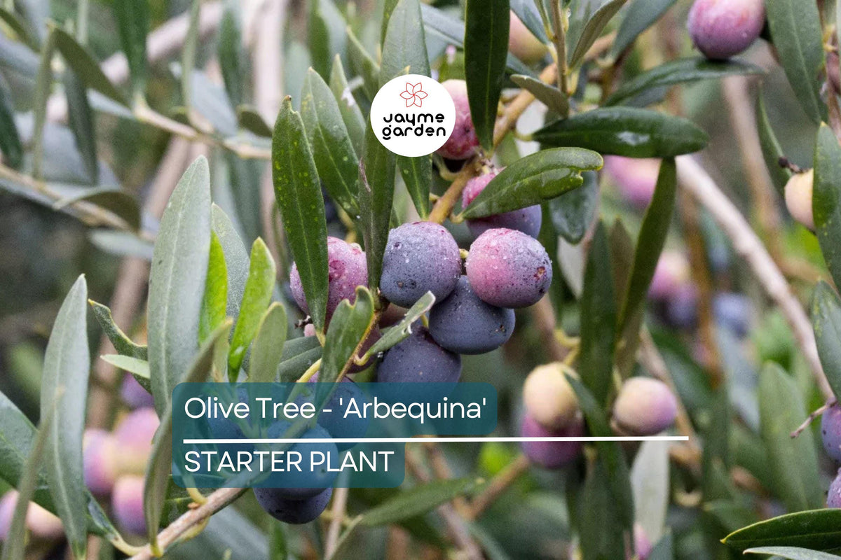 Arbequina Olive Tree Starter Plant 4"-8" - Cold Hardy Variety Olea europaea for Oil & Pickling - Drought Tolerant Edible Garden Tree