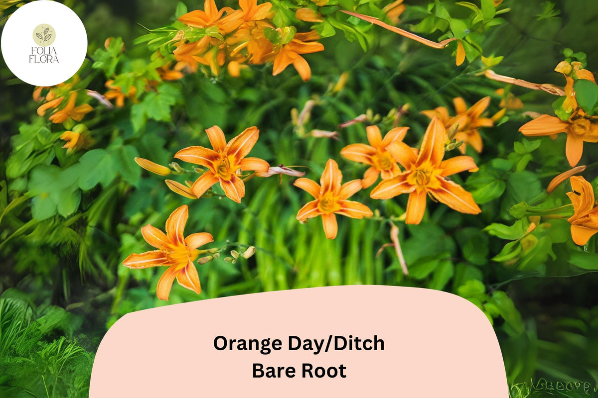 Orange Daylily Bare Root Plants - 50 Count Hemerocallis fulva Perennial Ditch Lily for Easy Garden Borders and Low-Maintenance Blooms